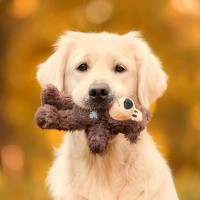 犬が『ぬいぐるみ』を手放さないときの心理4つ　こだわりが強くなる理由や適切な対処法を解説