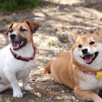 犬に与えてあげたい『良い刺激』4つ　高齢犬にも効果的？愛犬の生活を豊かにする秘訣とは
