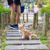 犬が『ピタっと』止まって動かないときの心理４つ　固まってしまう理由や対処法をご紹介