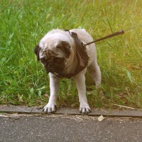 犬が散歩中に『突然立ち止まる』４つの理由　配慮してあげたい愛犬の心理から適切な対処法まで