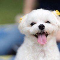 マルチーズの値段｜いくらで買える？価格相場・初期費用・年間コストまとめ