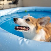 犬と自宅プールで安全に遊ぶ方法｜始め方から注意点まで解説