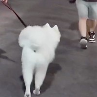 大型犬と夜の散歩中『いるはずのない飼い主がいたらどうするのか？』隠し撮りした結果…思わず笑う『まさかの反応』が231万再生の反響