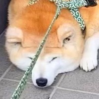 『行かないもん！』暑い日、犬が玄関先で散歩拒否をした結果…態度が豹変した『まさかの対処法』に46万再生の反響「待ってましたって感じｗ」