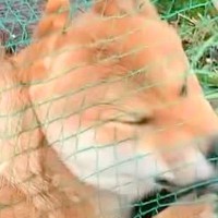 庭で遊んでいたはずの犬が…『何してんの？』目を疑う"衝撃の行動"が111万再生「ハムかな？」「メロンパンｗ」「ナチュラルハンモックで草」