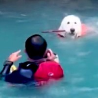 アウトドア中に川に飛び込んだ父→大型犬が助けようとして…健気すぎる行動と『まさかのオチ』が8万再生「笑った」「ちょっと焦ったｗ」の声