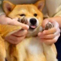 肉球をマッサージしてもらう犬→至福の一時かと思いきや…想定外だった『オナラ連発』に68万再生の反響「初めて聞いたｗ」「可愛いｗ」と爆笑
