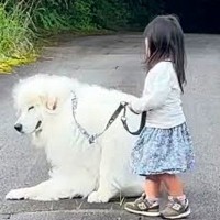 ２歳の女の子と超大型犬がお散歩へ→楽しすぎるあまり…帰り際に見せた『まさかの行動』が9万再生「心がほっこりした」「本当に賢い」と反響