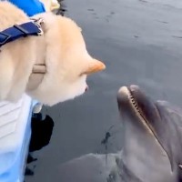 船の上で『犬とイルカが触れ合った』結果→怖がるかと思ったら…想定外だった『まさかの光景』に反響「もはや人間に見える」「種を超えた愛」