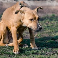 犬が『本気で嫌がっている』サイン5選　愛犬からのボディランゲージを見逃さないで