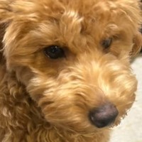 『鼻が長いから』と売れ残っていた犬→小学生の頃から飼いたかった犬種で…まさかの『運命の出会い』に感動「あなたに出会うのを待ってたんだよ」