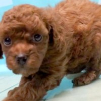 他のワンコよりも安く、怯えた表情をした『売れ残り犬』を飼った結果…当時が嘘のような『お迎え後の光景』が12万再生「運命」「本当よかった」