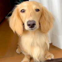 家の中なのに…何が何でも飼い主のそばにいたい犬→大好きが伝わる『愛おしすぎる行動』に反響「忠犬の鏡」「可愛いひっつき虫」「幸せいっぱい」