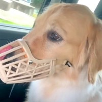 『本気噛み』してしまう大型犬をトレーニング→わずか数時間で…嘘のような『劇的な変化』が94万再生「怖かっただけなんだ」「素晴らしい」