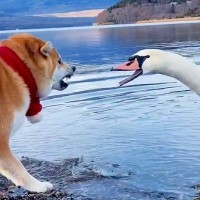 湖で『犬が白鳥と出会った』結果…富士山をバックにした『ポケモンバトルのような光景』が69万再生「最高に可愛くて笑う」「縁起いい」と絶賛