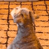 朝、テレビで『ワンコの番組』が始まると犬が起きてきて…もはや人間のような『まさかの光景』が84万再生「最後かわいすぎ」「おすわり偉い」