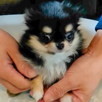 水に怯えて震えていた赤ちゃん犬→１年後、プールに入れようとしたら…同じ犬とは思えない『まさかの行動』が238万再生「可愛さ限界突破」