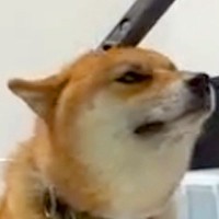 掃除機をかけていたら、犬が近づいてきて…完全に想定外だった『まさかの光景』が24万再生「吸われ待ちｗｗ」「もしやおもちゃ感覚？」と絶賛