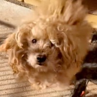 『いらないから』と裏切られた犬…保護主の決意と涙が止まらない『現在の光景』が20万再生「甘えたかったよね」「助けてくれてありがとう」