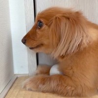 『絶対にボールは渡さない』と怒っている犬→頭に手を乗せてみたら…予想外すぎる『まさかの反応』に反響「逆やる気スイッチ」「どうして？ｗ」