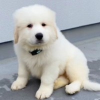 『超大型犬の赤ちゃん』をお迎え→たった生後7ヵ月で…想像以上な『驚異のビフォーアフター』に「幸せで大きくなったんだ」「ずっと幸せに」の声