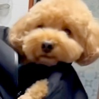 久しぶりに実家に帰ったら、犬がイタズラをしすぎて…『まさかの刑』を受ける光景が20万再生「むしろご褒美」「赤ちゃんみたいで可愛いｗ」