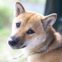 犬が飼い主に『分かってほしい』と思っていること5つ　愛犬が伝えたい本音を知って絆を深めよう