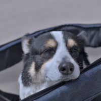 犬が『認知症』になったときに見せる症状6選　気をつけるべき行動の変化とは？