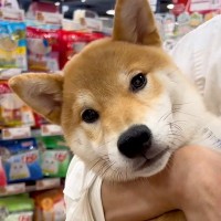 『生後6ヵ月の売れ残り犬』を家に迎えた結果…胸がいっぱいになる『1歳の誕生日を迎えた様子』が10万再生「感動した」「待っていたんだね」