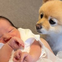 『生まれたばかりの新生児』を初めて見た犬→まるで守っているかのように…尊すぎる行動が25万再生「幸せ空間」「優しいまなざしに感動」