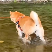 川遊び中に褒められた犬→自分を過信しすぎた結果…調子に乗って起こった『想定外の展開』が1100万再生越え「想像以上で草」「シュールｗ」