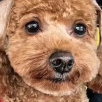 『犬をモヒカンにしてほしい』とオーダーした結果…思っていたのと違う『衝撃的すぎる髪型』が144万再生「ツボったｗ」「遠い目してて草」