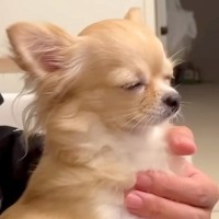 眠たくなってきたチワワ→でも家族がまだ寝ない状況で…あまりにも愛おしい『一生懸命起きようとする光景』が22万再生「たまらん…」と悶絶