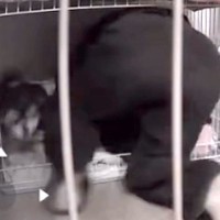 酔っ払って帰宅した結果→犬に『ダル絡み』し始め…まさかの『大迷惑をかける光景』に23万いいね「泥酔で草」「どこで寝てんねんｗ」と爆笑