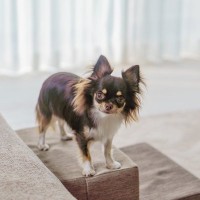 犬がいる部屋にNGな『家具・環境』5つ　命に関わるトラブルの可能性から注意すべきことまで