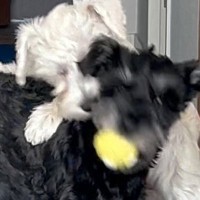 ボール遊び中の犬２匹→取って戻ってこようとしたら…思わず応援したくなる『まさかのやりとり』が可愛すぎると話題「うちも同じ」共感の声も