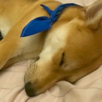 お父さんが体調不良に→犬が部屋へとやってきて…思わず感動する『朝まで看病』が6万再生「賢くて優しい」「どんな薬より心が温かくなる」
