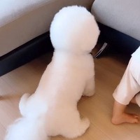 ソファにつかまり立ちしている赤ちゃん→隣にいる犬がママの気をひこうとして…可愛すぎる『まねっこ行動』に「同じくらいの背丈なの最高」と反響