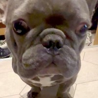 足を拭くのが苦手な犬→『おて』はしてくれるものの...まさかの『静かなる攻防』が190万再生「イヤイヤ期かな？ｗ」「怒ってても可愛い」と反響