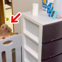 閉めたはずの棚→なぜか毎回開いていると思ったら…犬がしていた『想定外すぎる行動』が138万再生「人間には思いつかない経路ｗ」「隠し扉」