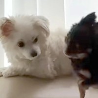 ソファの上でしつこく遊びに誘われている犬→怒りそうだなと思ったら…まさかの『悲劇的な光景』が36万再生「優しいね」「可愛いハプニング」