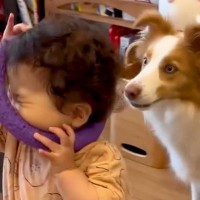 犬のおもちゃで遊ぶ小さな女の子→気付いた犬が...優しすぎる『まるで本当の兄のような行動』に反響「どっちも優しい」「思いやりだね」