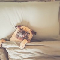 犬がみせる『人間みたいな行動や仕草』6つ　飼い主に似てきている？考えられる理由とは