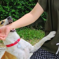 犬が『甘噛み』をしてくる心理５選　なぜ噛んでくるの？やめてもらうための解決策まで
