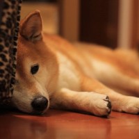 犬の『免疫力』が下がっているサイン４選　病気にかかりやすくなっているときにみせる行動とは？