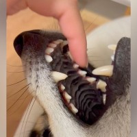 仰向けで口を開けている犬→指を突っ込んでみた結果…まさかの『ワニワニパニックみたいな光景』が20万再生「イヌイヌパニックｗ」「にやけた」