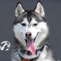 北海道観光をしたハスキー犬→記念写真を撮った位置が絶妙で…思いがけない『奇跡の1枚』に9万6000いいね「間違ってはないｗ」「声出た」