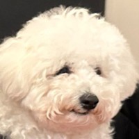 犬と一緒にレストランに行った結果→先に食べ終わってしまって…なんだか切ない『虚無すぎる光景』に5万いいね「気持ちはわかるｗｗ」と爆笑