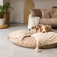 犬が『ふかふかの場所』を好む理由5つ　愛犬にリラックスしてもらうためのポイントまで