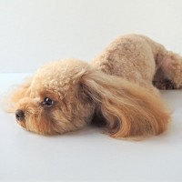 犬が突然発作を起こす『てんかん』とは？主な原因や適切な対処法、予防策まで【獣医が解説】
